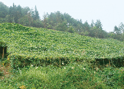 Luo Han Guo Plantation