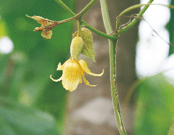 Luo Han Guo flower