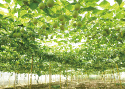 Cultivation fields