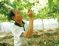 Harvesting luo han guo